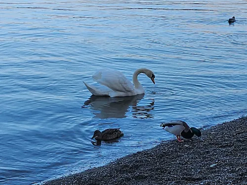 Swans on Lake Windermere