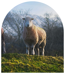 View of a herdwick sheep in the Lake District — representing Herdwick Harmony, the intro and outro track tier for Musicians on Sukanya The Podcast.