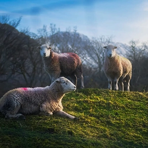 View of three herdwick sheep in the Lake District — representing Herdwick Harmony, the intro and outro track tier for Musicians on Sukanya The Podcast.